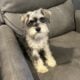 CKC MINI SCHNAUZER