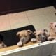American bully
