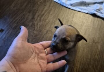 PomChi’s 6 weeks old