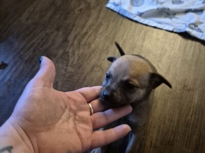 PomChi’s 6 weeks old