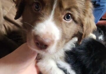 Border Collie/ Australian Shepherd