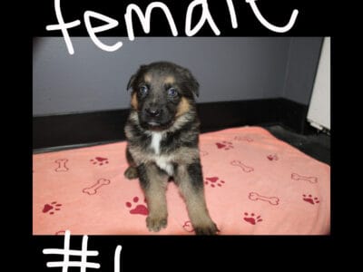 AKC German Shepherd Puppies
