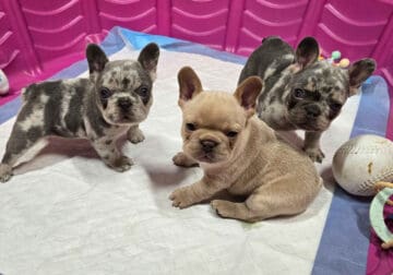 French Bulldog Puppies