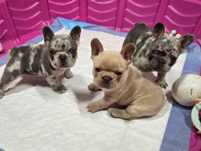 French Bulldog Puppies