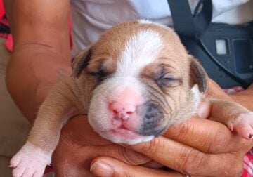 Puppies born 3/1/25