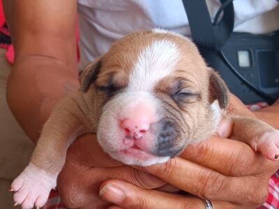 Puppies born 3/1/25
