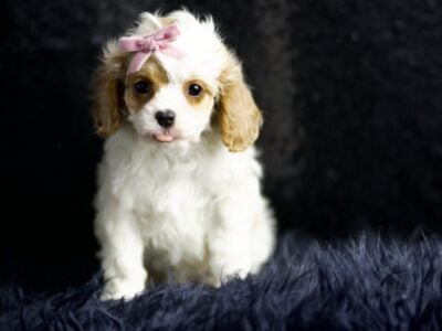 Isabella F1 Cavapoo