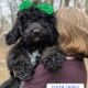 Bernedoodle Puppies (F1b)
