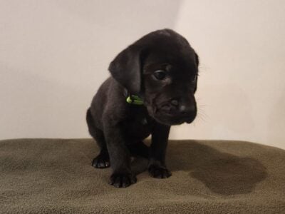 Great Dane x Golden Retriever – CoCo