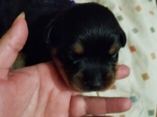 Rottweiler Pup AKC registered Female