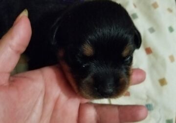 Rottweiler Pup AKC registered Female