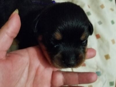 Rottweiler Pup AKC registered Female