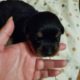 Rottweiler Pup AKC registered Female