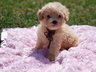 Tiny female Cavapoo puppy