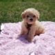 Tiny female Cavapoo puppy