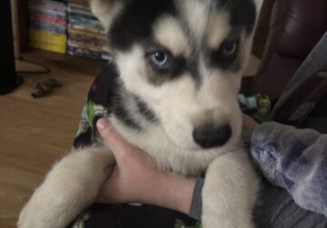 Siberian Husky Puppies
