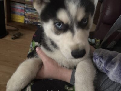 Siberian Husky Puppies