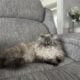 Persian kittens