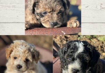 Toy Aussiedoodle