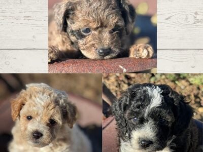 Toy Aussiedoodle
