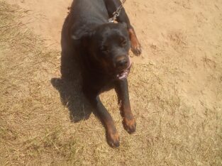 Rottweiler