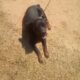 akc rottweiler