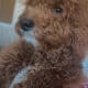 Mini Goldendoodle for sale