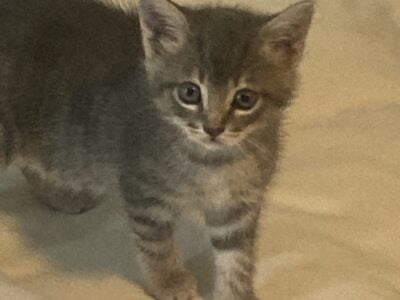 Free kittens