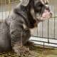 ENGLISH BULLDOG