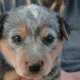 Male Blue Heeler puppies