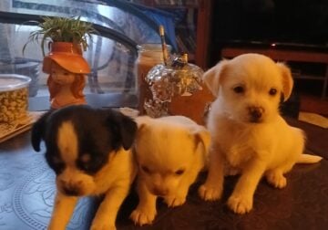 3 beautiful chi-ua-ua, shih-tzu mix puppies