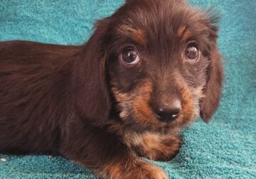 Mini Wirehaired Dachshund