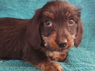 Mini Wirehaired Dachshund