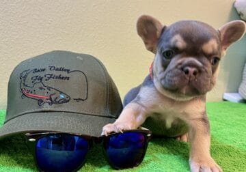 Tiny male French Bulldog