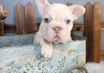 WOW MALE FRENCHIE