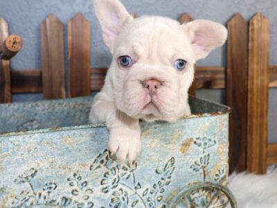 WOW MALE FRENCHIE