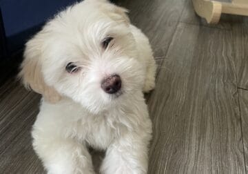 Shitzu Maltipoo for sale (negotiable)