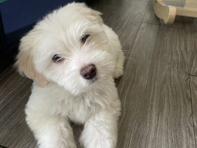 Shitzu Maltipoo for sale (negotiable)