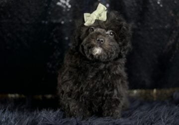 Buggy AKC Poodle