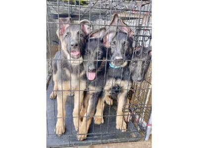 Purebred German Shepherd Puppies