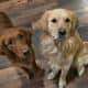 Akc Golden Retriever puppies