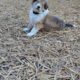 Meet Dulce – The Sweet & Spunky Rough Collie