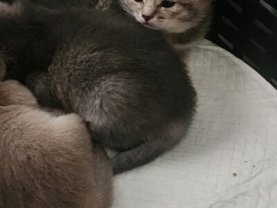 Pure breed kittens looking for a new home.