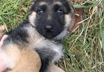 German Shepherd Puppies