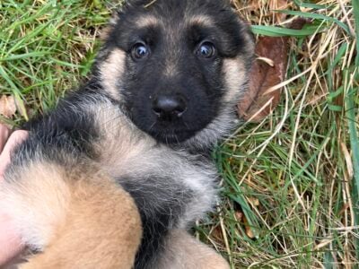 German Shepherd Puppies