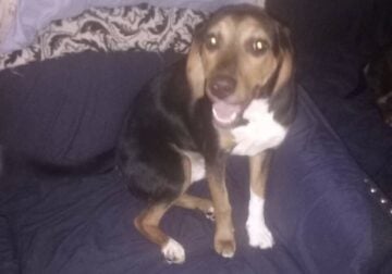 Beagle lab mix puppies