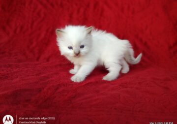 PURRFECT COMPANIONS: Dandy Lion’s Litter