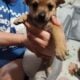 Pomchis puppy’s