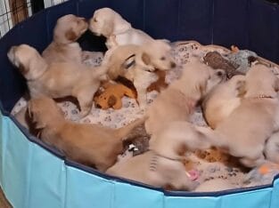 AKC Golden Retriever Puppies