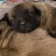 Belgian Malinois puppies